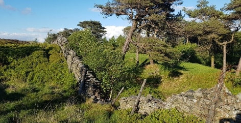 Buxton hills